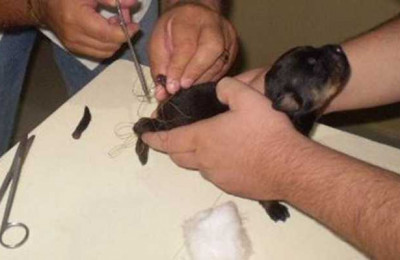 Lei obriga a divulgação da proibição de amputação estética de cauda em animais